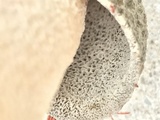 Phallus hadriani image
