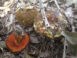 Suillellus hypocarycinus image