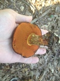 Suillellus hypocarycinus image