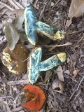 Suillellus hypocarycinus image