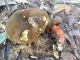 Suillellus hypocarycinus image