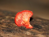 Crepidotus cinnabarinus image