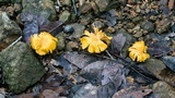 Cantharellus lateritius image