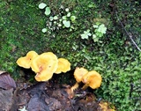 Cantharellus lateritius image