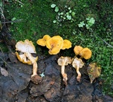 Cantharellus lateritius image