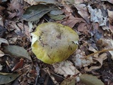 Tricholoma sejunctum image