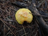 Suillus americanus image