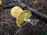 Suillus americanus image