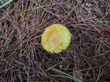 Suillus americanus image