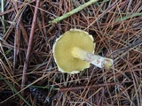 Suillus americanus image