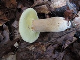 Boletus variipes image
