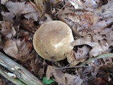 Boletus variipes image