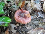 Russula integra image