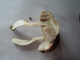 Leccinellum albellum image