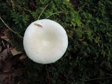 Russula raoultii image