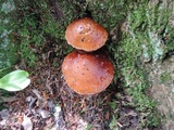 Hemistropharia albocrenulata image