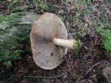 Hemistropharia albocrenulata image