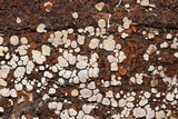 Xylobolus frustulatus image