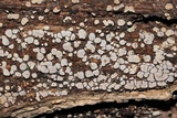 Xylobolus frustulatus image