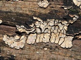 Xylobolus frustulatus image