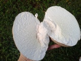 Calvatia cyathiformis image