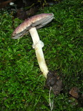 Agaricus micromegethus image