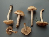 Hebeloma sacchariolens image