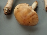 Hebeloma sacchariolens image