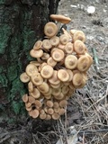 Desarmillaria tabescens image