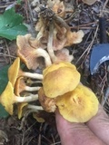Desarmillaria tabescens image