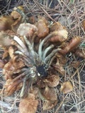 Desarmillaria tabescens image