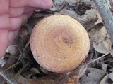Lactarius maculatus image