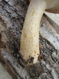 Lactarius maculatus image