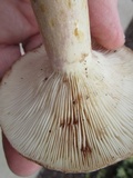 Lactarius maculatus image