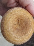 Lactarius maculatus image