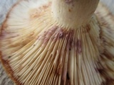 Lactarius maculatus image