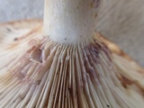 Lactarius maculatus image