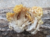 Ramaria flava image