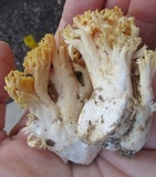 Ramaria flava image