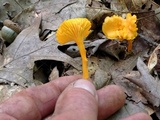 Cantharellus minor image