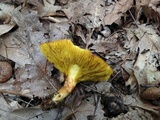 Phylloporus rhodoxanthus image