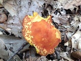 Phylloporus rhodoxanthus image