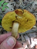 Aureoboletus innixus image