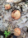 Aureoboletus innixus image