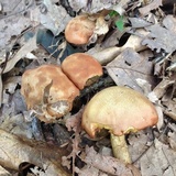 Aureoboletus innixus image