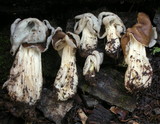 Helvella maculata image