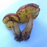 Aureoboletus innixus image
