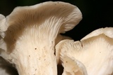 Pleurotus pulmonarius image
