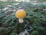Amanita muscaria f. guessowii image