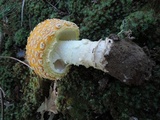 Amanita muscaria f. guessowii image